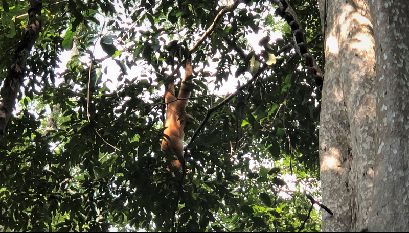 cat tien national park tour